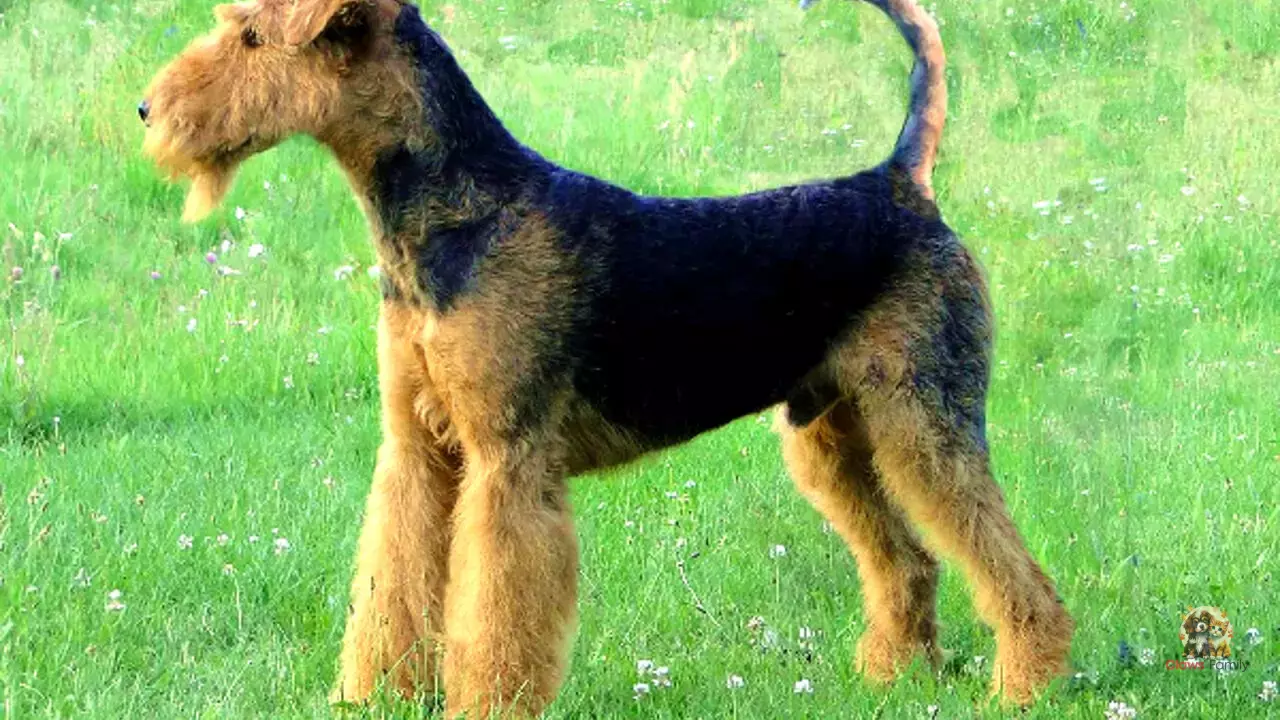 Airedale Terrier: History and Characteristics of the Breed